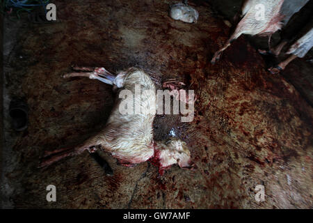 West Jakarta, Jakarta, Indonesia. 14th Feb, 2013. A goat after slaughter during celebrations of Eid al-Adha on September 12, 2016 in Jakarta, Indonesia. Muslims worldwide celebrate Eid Al-Adha, to commemorate the Prophet Ibrahim's readiness to sacrifice his son as a sign of his obedience to God, during which they sacrifice permissible animals, generally goats, sheep, and cows. © Afriadi Hikmal/ZUMA Wire/Alamy Live News Stock Photo