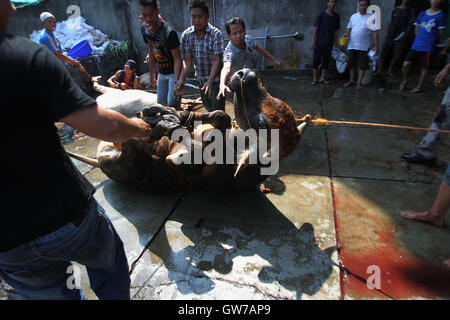 West Jakarta, Jakarta, Indonesia. 14th Feb, 2013. A cow beforer slaughter during celebrations of Eid al-Adha on September 12, 2016 in Jakarta, Indonesia. Muslims worldwide celebrate Eid Al-Adha, to commemorate the Prophet Ibrahim's readiness to sacrifice his son as a sign of his obedience to God, during which they sacrifice permissible animals, generally goats, sheep, and cows. © Afriadi Hikmal/ZUMA Wire/Alamy Live News Stock Photo