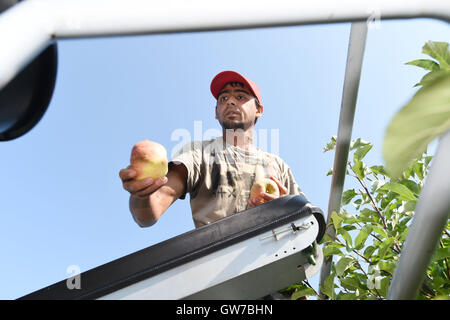 Vilemov, Czech Republic. 12th Sep, 2016. Harvest of apples of the cultivar Sampion in the apple collective farm Senice in Vilemov, Czech Republic, September 12, 2016. © Ludek Perina/CTK Photo/Alamy Live News Stock Photo