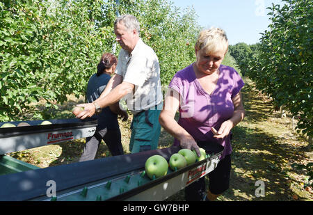 Vilemov, Czech Republic. 12th Sep, 2016. Harvest of apples of the cultivar Sampion in the apple collective farm Senice in Vilemov, Czech Republic, September 12, 2016. © Ludek Perina/CTK Photo/Alamy Live News Stock Photo