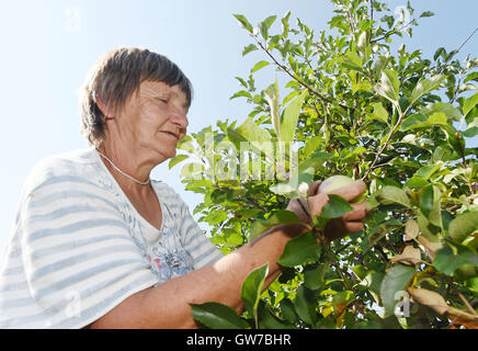 Vilemov, Czech Republic. 12th Sep, 2016. Harvest of apples of the cultivar Sampion in the apple collective farm Senice in Vilemov, Czech Republic, September 12, 2016. © Ludek Perina/CTK Photo/Alamy Live News Stock Photo