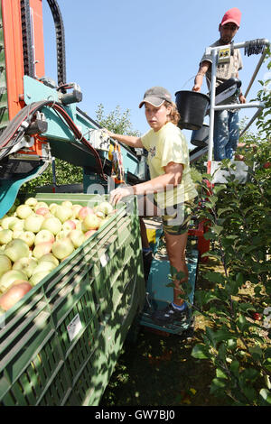 Vilemov, Czech Republic. 12th Sep, 2016. Harvest of apples of the cultivar Sampion in the apple collective farm Senice in Vilemov, Czech Republic, September 12, 2016. © Ludek Perina/CTK Photo/Alamy Live News Stock Photo