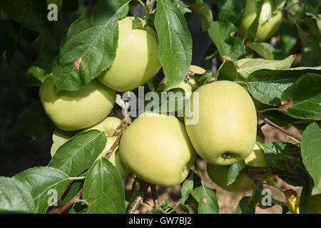 Vilemov, Czech Republic. 12th Sep, 2016. Harvest of apples of the cultivar Golden in the apple collective farm Senice in Vilemov, Czech Republic, September 12, 2016. © Ludek Perina/CTK Photo/Alamy Live News Stock Photo