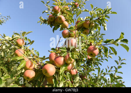 Vilemov, Czech Republic. 12th Sep, 2016. Harvest of apples of the cultivar Sampion in the apple collective farm Senice in Vilemov, Czech Republic, September 12, 2016. © Ludek Perina/CTK Photo/Alamy Live News Stock Photo