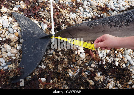 Dead dolphin washed up and recorded by the Cornwall Wildlife Trust at Marazion beach, Cornwall, UK Stock Photo