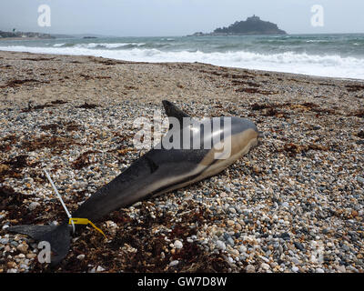 Dead dolphin washed up and recorded by the Cornwall Wildlife Trust at Marazion beach, Cornwall, UK Stock Photo