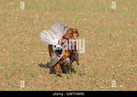 Cocker Spaniel carrying shot pheasant in drilled barley field Stock Photo