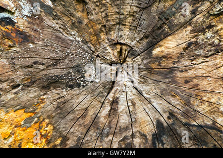 Old rotting wood full frame close up texture Stock Photo