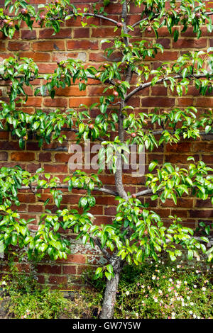 Espalier trained pear tree with young fruit on a brick wall in summer sunshine Stock Photo