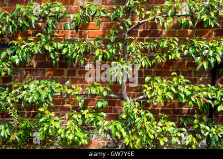 Espalier trained pear tree with young fruit on a brick wall in summer sunshine Stock Photo