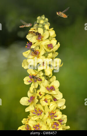 Dark Mullein - Verbascum nigrum Stock Photo