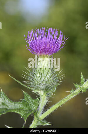 Spear Thistle - Cirsium vulgare Stock Photo