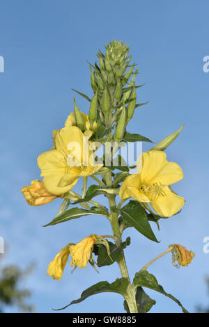 Common Evening-primrose - Oenothera biennis Stock Photo