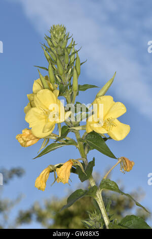 Common Evening-primrose - Oenothera biennis Stock Photo
