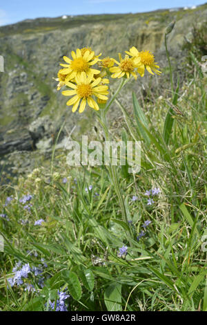 South Stack Fleawort - Tephroseris integrifolia ssp maritima Stock Photo