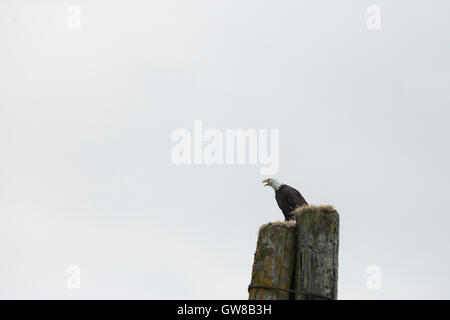 Bald Eagle (Haliaeetus leucocephalus) calling Stock Photo