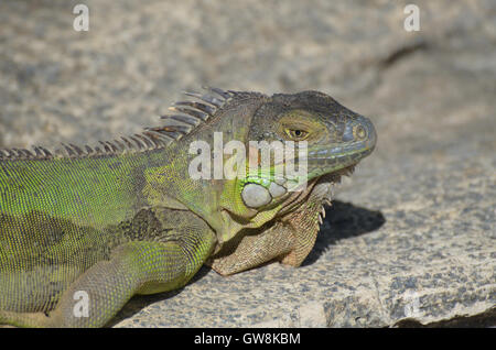 Green iguana sitting on the top of a rock ledge. Stock Photo