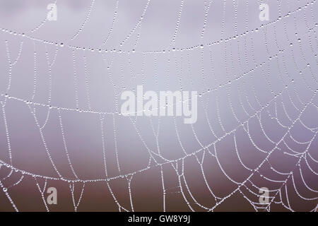 Vintage toned cobweb with dewdrops close up, shallow depth of field, natural background. Stock Photo