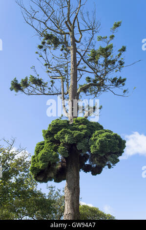 A rare Witch's Broom growing on its host Douglas Fir tree in Cornwall UK Stock Photo