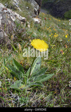 Spotted Cat's-ear - Hypochaeris maculata Stock Photo