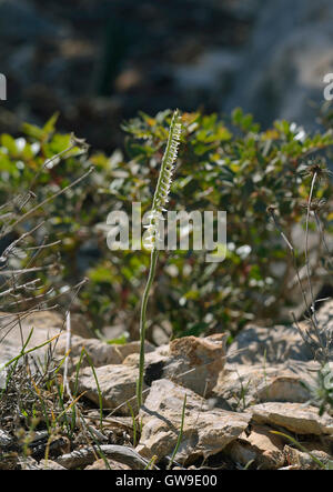 Autumn Ladys Tresses - Spiranthes spiralis In Rocky Habitar Stock Photo