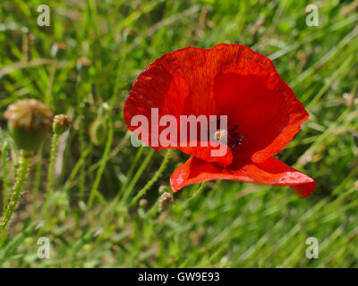 Single red poppy flower close up in green grass. Flower background.