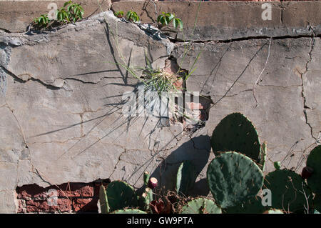 Weeds growing out of a distressed brick and plaster wall. Stock Photo