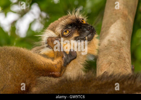 DE: Ein männlicher Sanford-Maki (Eulemur sanfordi) bei der Körperpflege EN: Male Sanford's brown  lemur during body care. Stock Photo