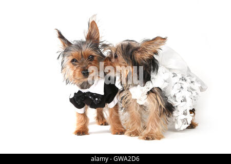 Bridal Couple Yorkshire Terrier Puppies on White Background Stock Photo