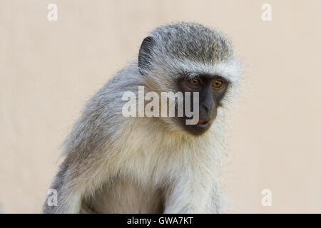 Vervet monkey (Chlorocebus pygerythrus) juvenile, Orange river - South Africa Stock Photo