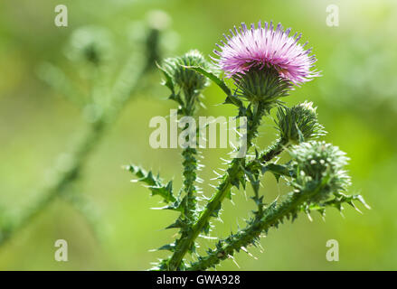 Natural environmental seasonal spring image: thistle flower and buds closeup with green background of other plants.