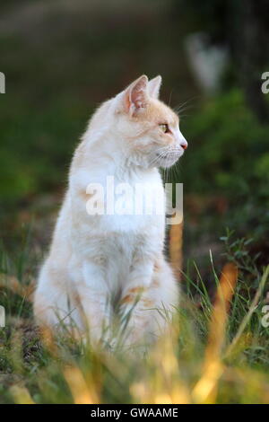 White adult cat in grass Stock Photo