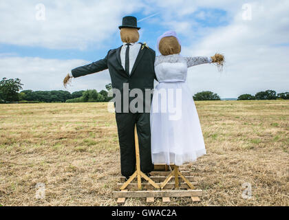 a scare cow in a field of a bride and groom getting married, a bride and groom Stock Photo