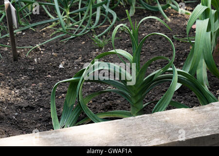Leeks Plot Leeks growing in garden at Beamish museum Stock Photo - Alamy