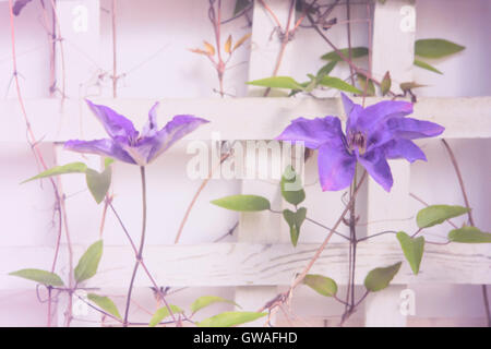 Purple clematis flowers growing on a trellis Stock Photo