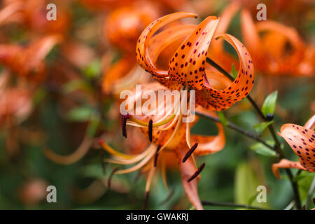 Tiger lilies in a garden. Lilium lancifolium (syn. L. tigrinum) is one of several species of orange lily flower Stock Photo