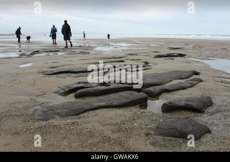 Remains of ancient 5,000-year-old trees revealed on beach Tywyn in Mid Wales after peat was washed away during storms. Stock Photo