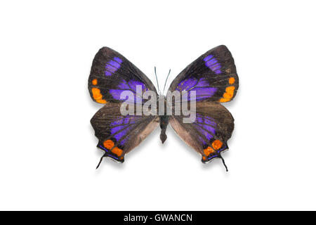 A pinned / spread / mounted Colorado Hairstreak butterfly (Hypaurotis crysalus) / specimen / cut out on a white background Stock Photo
