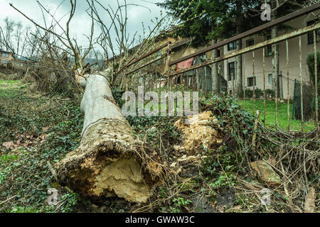 A 100 year old ash tree Was ripped from roots after a storm and wind Stock Photo