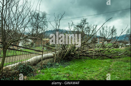 A 100 year old ash tree Was ripped from roots after a storm and wind Stock Photo