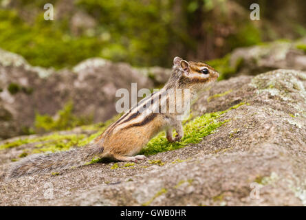 Chipmunk (Tamias Sibiricus) in the wildlife staying on the stone on its hind legs and looking discomposedly in front of it. Phot Stock Photo