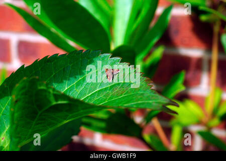 MINT MOTH ON LEAF. Stock Photo