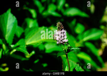 YOUNG BEE ON THE MINT FLOWER Stock Photo