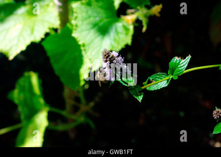 BEE ON THE MINT Stock Photo