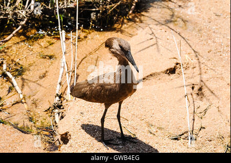 The Hamerkop is a medium-sized wading bird. Kruger National Park, the largest game reserve in South Africa. Stock Photo