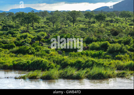 An Elephant herd across the river from Pestana Kruger Lodge, Kruger National Park, South Africa. Stock Photo