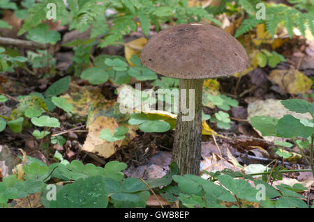 Birch bolete mushroom in a forest grass in autumn Stock Photo