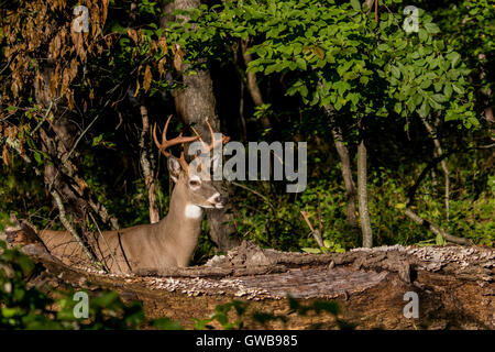 10 point white-tailed deer buck Stock Photo - Alamy