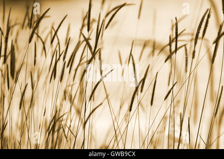 Natural abstract background: silhouettes of ear grass in sepia with bokeh effect. Stock Photo