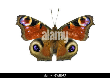 aglais io butterfly isolated on white background Stock Photo